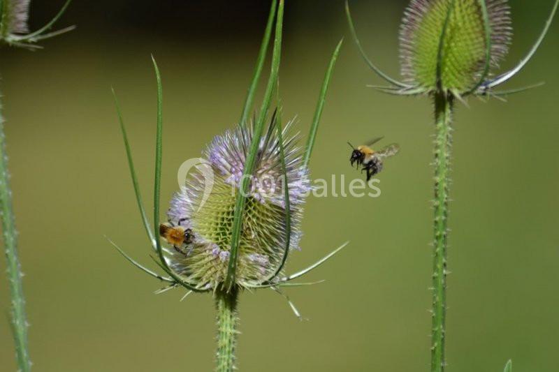Location salle Bransles (Seine-et-Marne) - L'Orangerie du Moulin #23