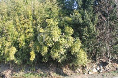 Salle lumineuse avec tables décorées de nappes blanches et chemins de table verts, prête pour un événement.