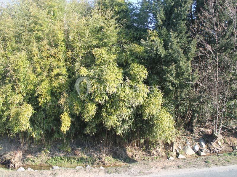 Bosquet de bambous et d'arbres bordant une route, avec des pierres visibles au sol.