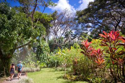 Location salle Deshaies (Guadeloupe) - Jardin Botanique De Deshaies #24