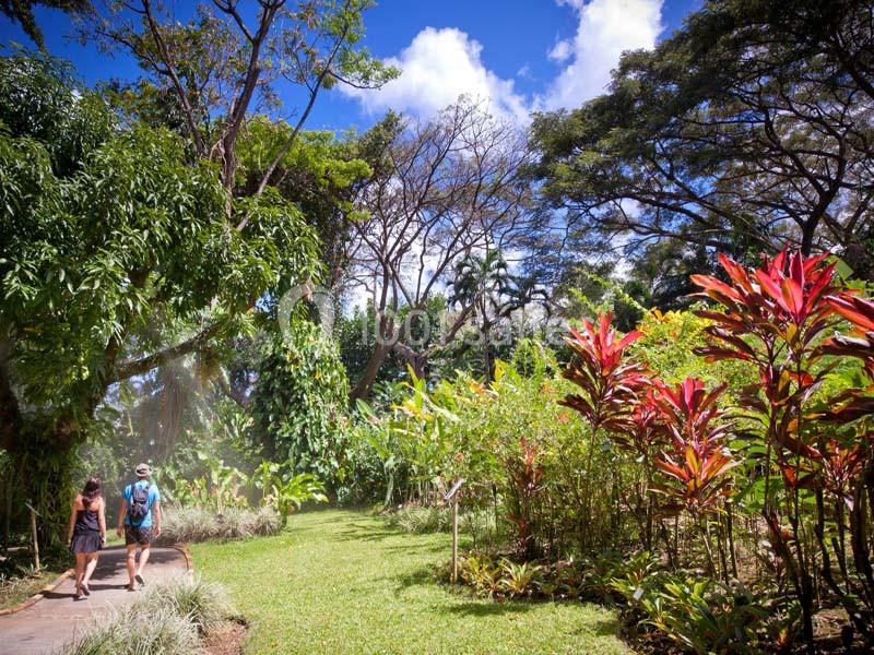 Location salle Deshaies (Guadeloupe) - Jardin Botanique De Deshaies #24