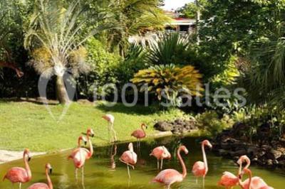 Location salle Deshaies (Guadeloupe) - Jardin Botanique De Deshaies #24