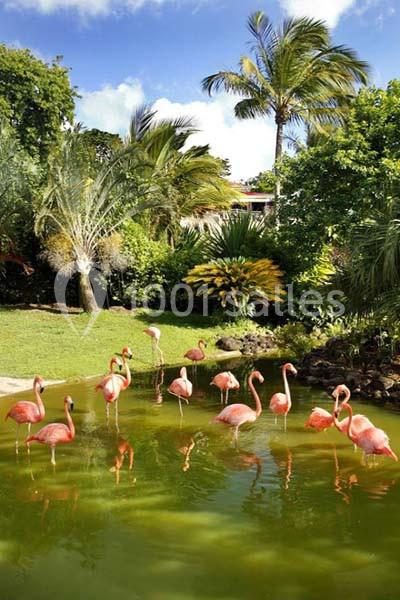 Location salle Deshaies (Guadeloupe) - Jardin Botanique De Deshaies #21
