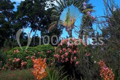 Location salle Deshaies (Guadeloupe) - Jardin Botanique De Deshaies #24