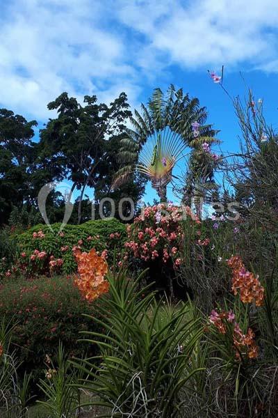 Location salle Deshaies (Guadeloupe) - Jardin Botanique De Deshaies #23