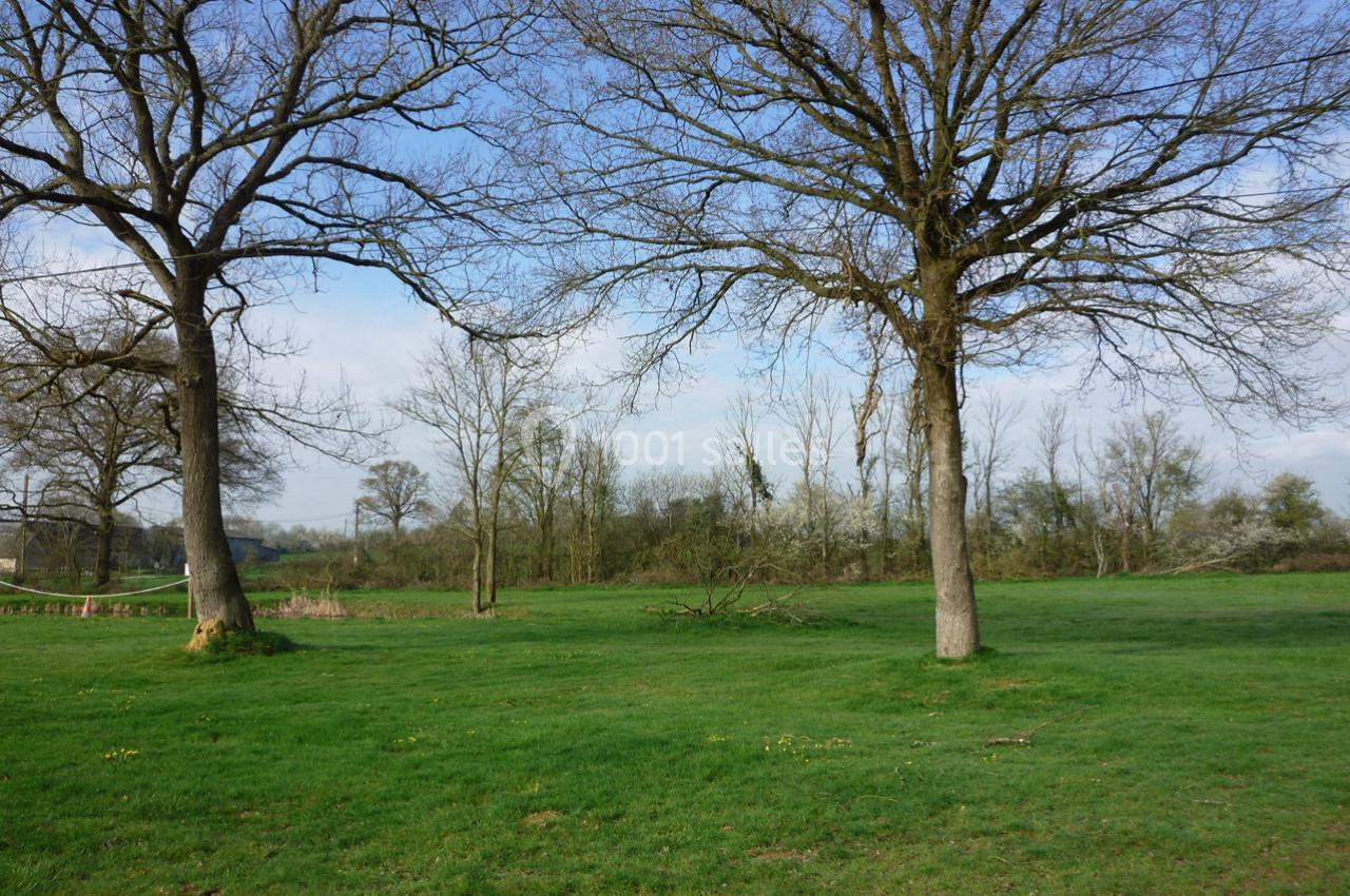 Deux arbres nus dans un pré verdoyant sous un ciel bleu, avec des arbres en arrière-plan.