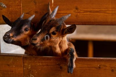 Location salle Boisset-lès-Montrond (Loire) - La Ferme Aux Trois Granges #19