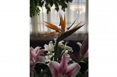 Espace intérieur lumineux avec un studio photo, canapé violet, table en bois et décoration moderne.