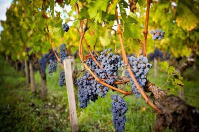 Location salle Pessac (Gironde) - Château Pape Clément #24