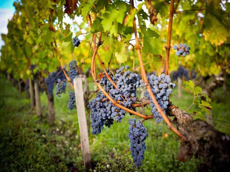 Location salle Pessac (Gironde) - Château Pape Clément #24