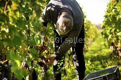 Location salle Pessac (Gironde) - Château Pape Clément #27