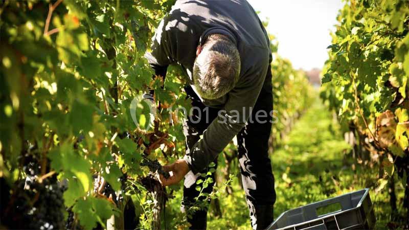 Location salle Pessac (Gironde) - Château Pape Clément #19