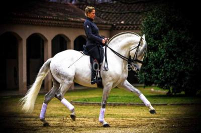 Location salle Maussane-les-Alpilles (Bouches-du-Rhône) - Domaine Pluvinel la Cité du Cheval #14
