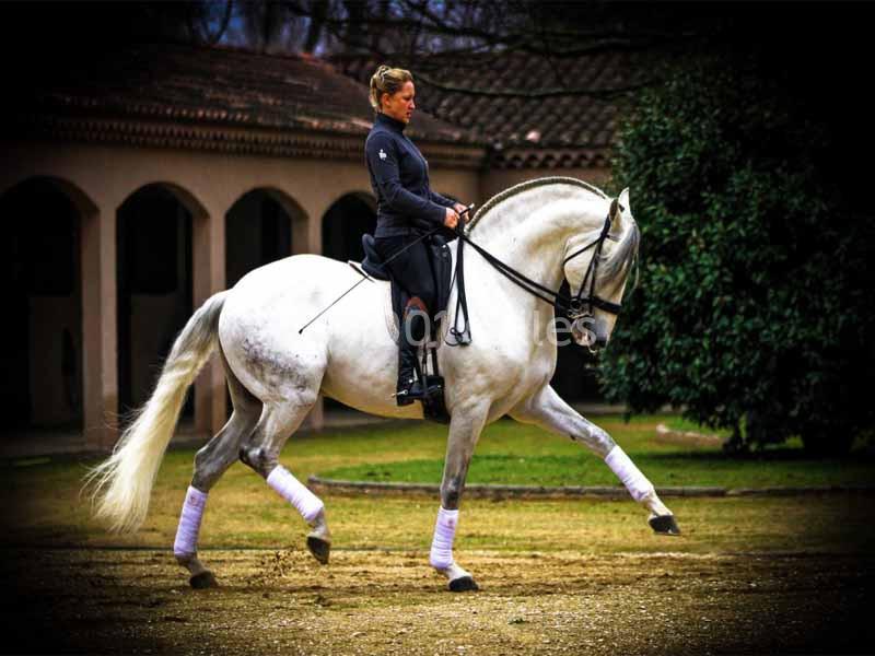 Location salle Maussane-les-Alpilles (Bouches-du-Rhône) - Domaine Pluvinel la Cité du Cheval #12