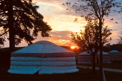 Assiette gastronomique avec une entrée raffinée composée de légumes, sauce jaune et décoration florale comestible.