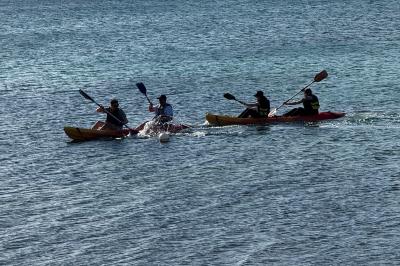 Un plongeur observe deux poissons nageant près d'un fond marin couvert d'algues et de végétation aquatique.