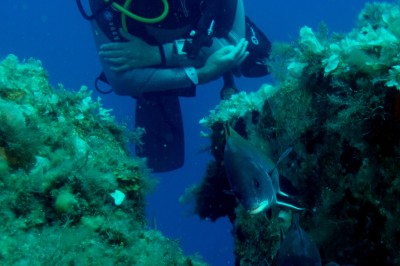 Miniature Divin'Giens notre école de plongée Un plongeur explore un fond marin rocheux entouré de végétation et de poissons.