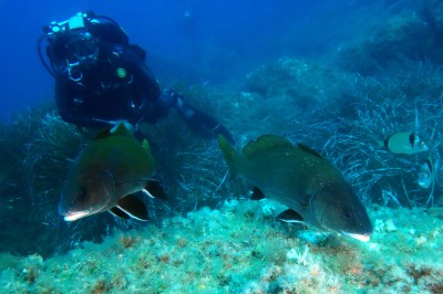 Miniature Plongée avec notre école de plongée Divin 'Giens Un plongeur explore un fond marin rocheux entouré de végétation et de poissons.