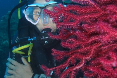 Miniature Plongée avec notre école Divin'Giens Un plongeur explore un fond marin rocheux entouré de végétation et de poissons.