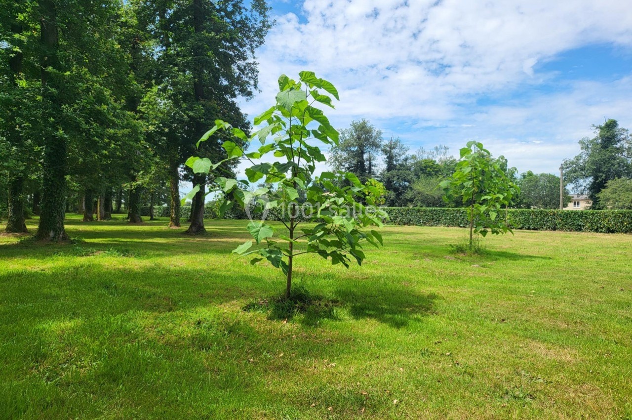 Jeunes arbres plantés dans un parc verdoyant sous un ciel partiellement nuageux.