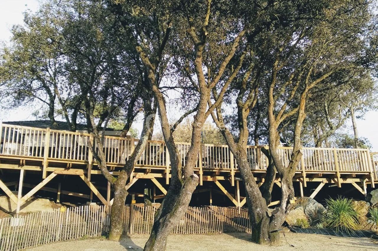 Passerelle en bois surélevée entourée d'arbres, avec une clôture en bois au premier plan.