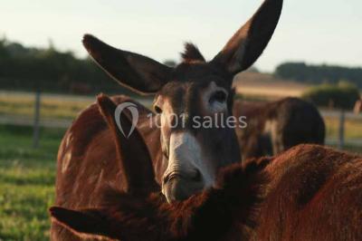 Plan en vue aérienne d'un appartement avec deux chambres, une salle de bain, une cuisine, un salon et une terrasse aménagée.