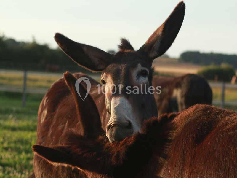 Un âne brun aux longues oreilles dans un pré, entouré d'autres ânes, sous une lumière douce.