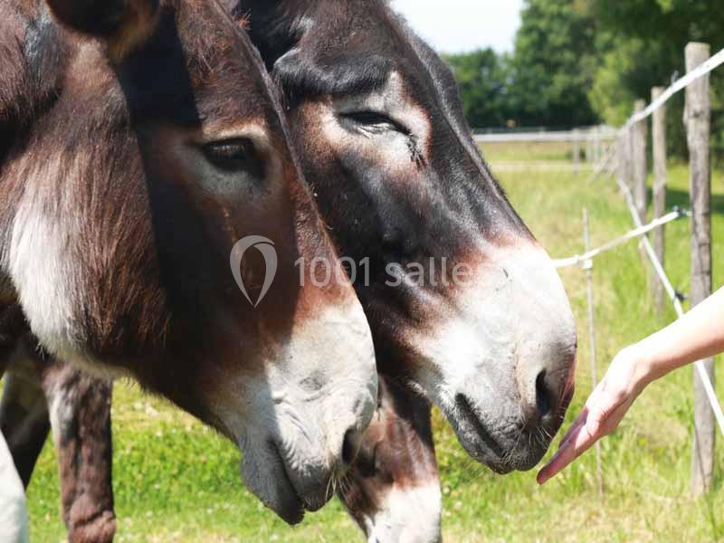 Deux ânes bruns reniflent une main tendue dans un pré ensoleillé, près d'une clôture.