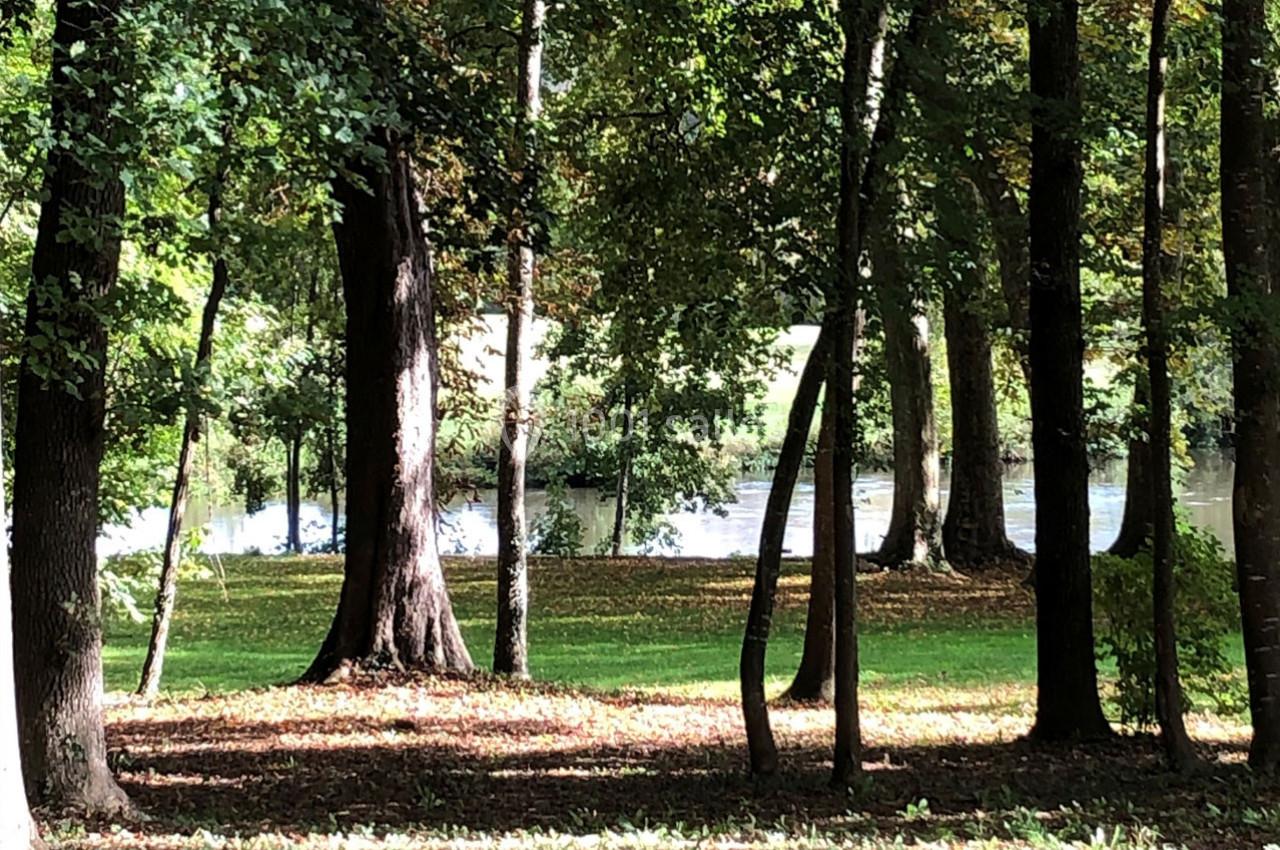Sous-bois éclairé par le soleil avec des arbres et un étang visible en arrière-plan.