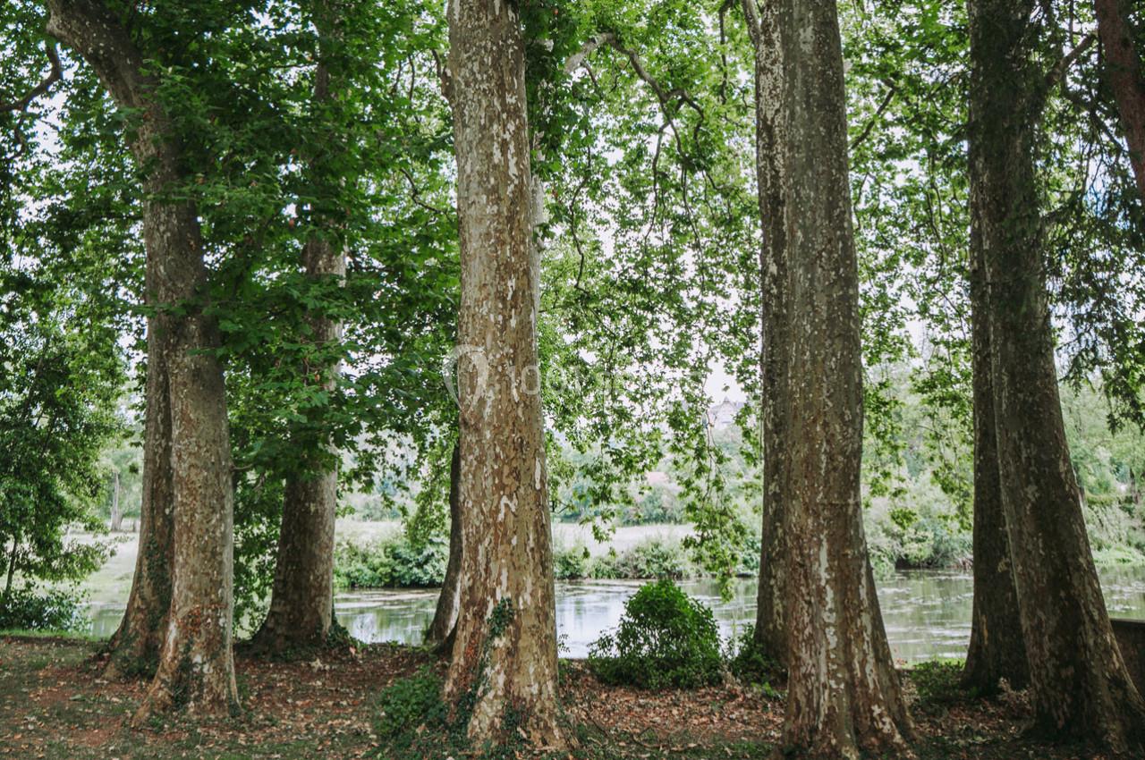 Alignement de grands arbres au bord d'un plan d'eau, entourés de verdure sous une lumière naturelle.