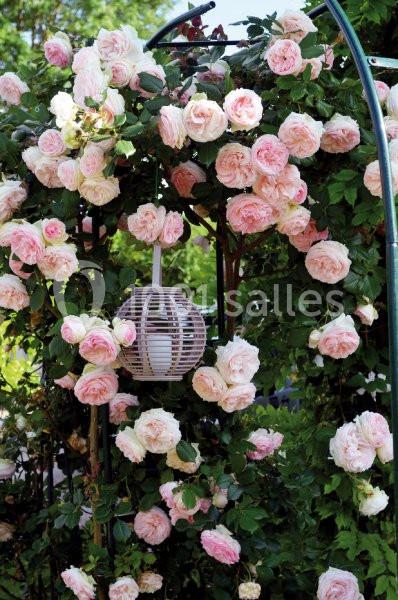 Location salle Bouafle (Yvelines) - Les Délices Ephémères  #7