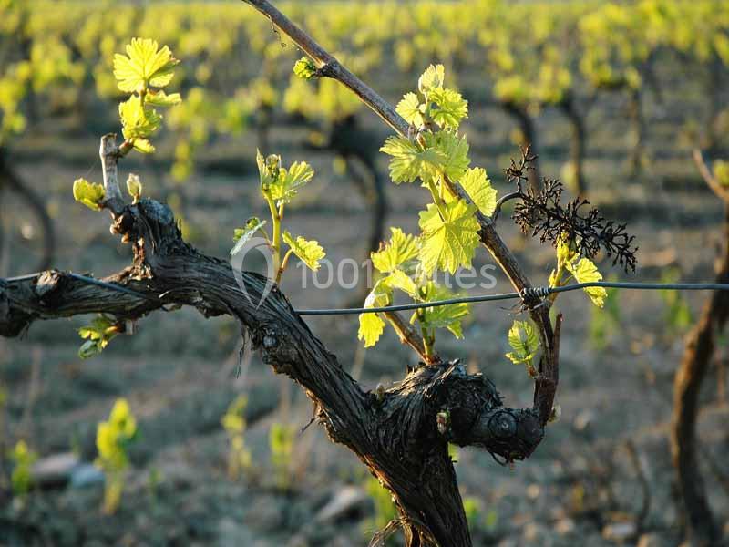 Location salle Gruissan (Aude) - Stelsia Casino Gruissan #13