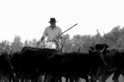 Location salle Arles (Bouches-du-Rhône) - Manade Mailhan Mas des Bernacles #24