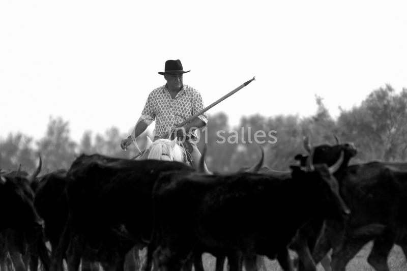 Location salle Arles (Bouches-du-Rhône) - Manade Mailhan Mas des Bernacles #10