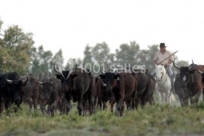 Location salle Arles (Bouches-du-Rhône) - Manade Mailhan Mas des Bernacles #24