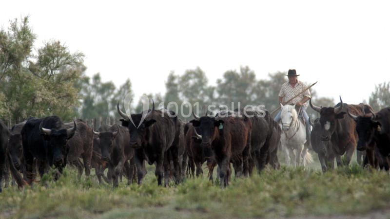 Location salle Arles (Bouches-du-Rhône) - Manade Mailhan Mas des Bernacles #11