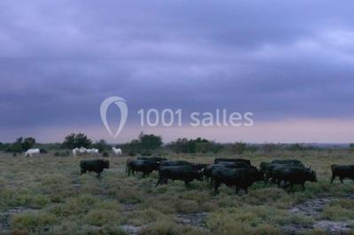 Location salle Arles (Bouches-du-Rhône) - Manade Mailhan Mas des Bernacles #24