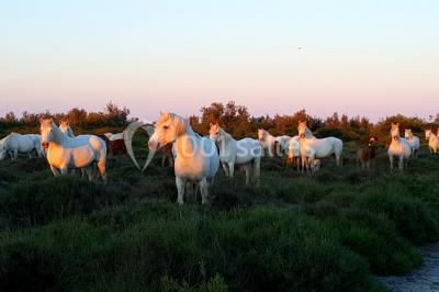 Location salle Arles (Bouches-du-Rhône) - Manade Mailhan Mas des Bernacles #24