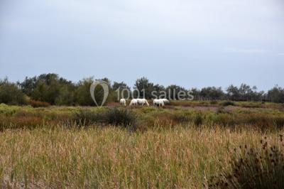 Location salle Arles (Bouches-du-Rhône) - Manade Mailhan Mas des Bernacles #24