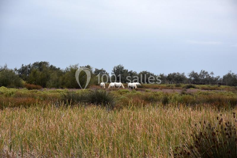 Location salle Arles (Bouches-du-Rhône) - Manade Mailhan Mas des Bernacles #18