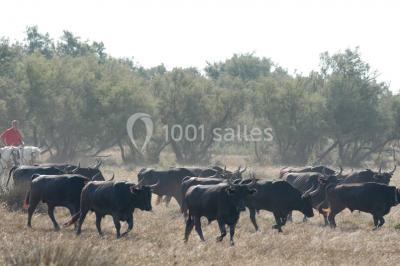 Location salle Arles (Bouches-du-Rhône) - Manade Mailhan Mas des Bernacles #24