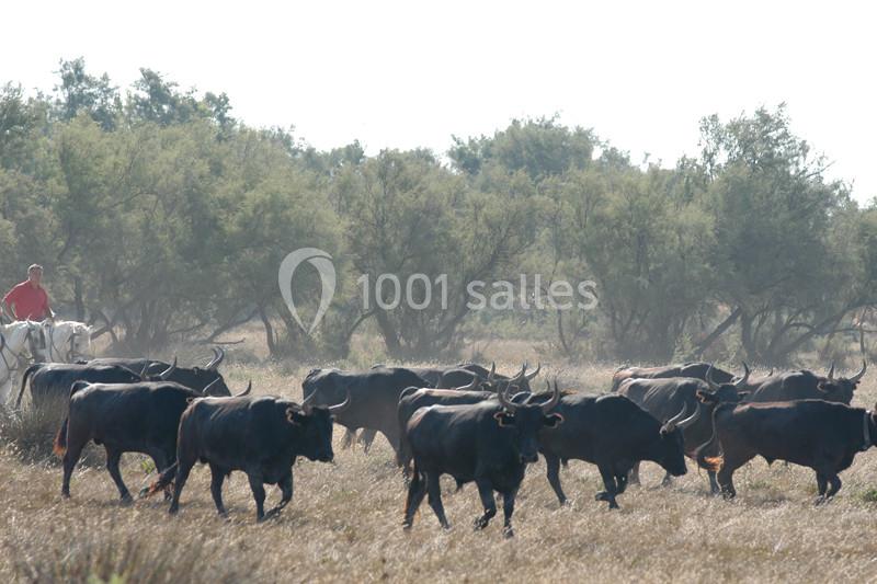 Location salle Arles (Bouches-du-Rhône) - Manade Mailhan Mas des Bernacles #19