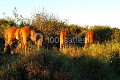 Location salle Arles (Bouches-du-Rhône) - Manade Mailhan Mas des Bernacles #24