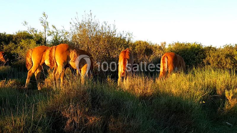 Location salle Arles (Bouches-du-Rhône) - Manade Mailhan Mas des Bernacles #9