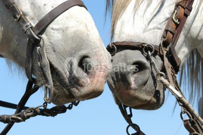 Location salle Arles (Bouches-du-Rhône) - Manade Mailhan Mas des Bernacles #24
