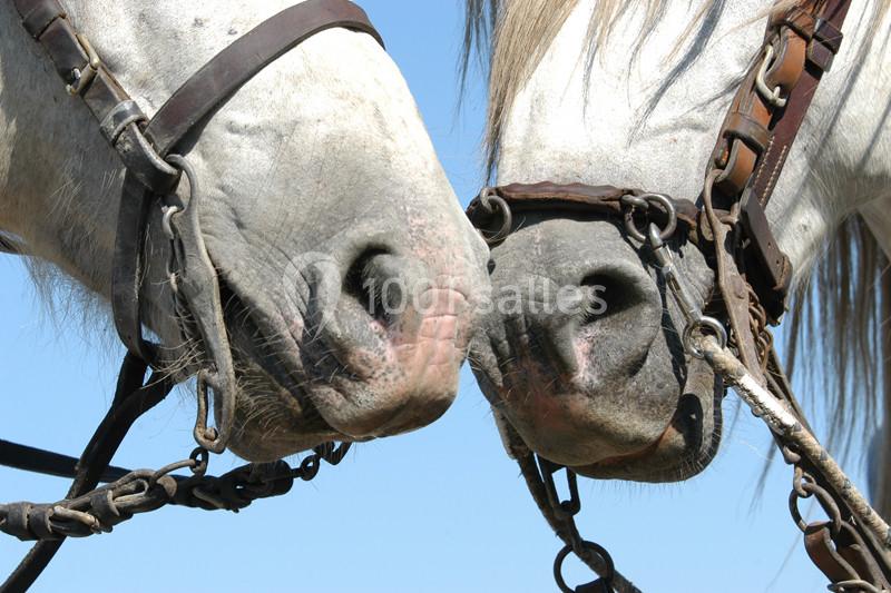 Location salle Arles (Bouches-du-Rhône) - Manade Mailhan Mas des Bernacles #13
