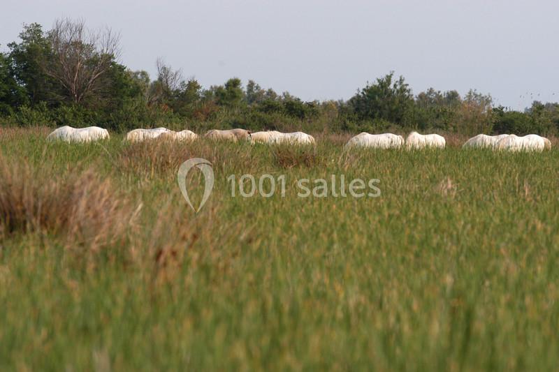Location salle Arles (Bouches-du-Rhône) - Manade Mailhan Mas des Bernacles #23