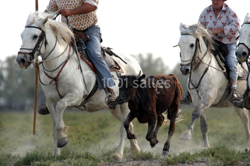 Location salle Arles (Bouches-du-Rhône) - Manade Mailhan Mas des Bernacles #15