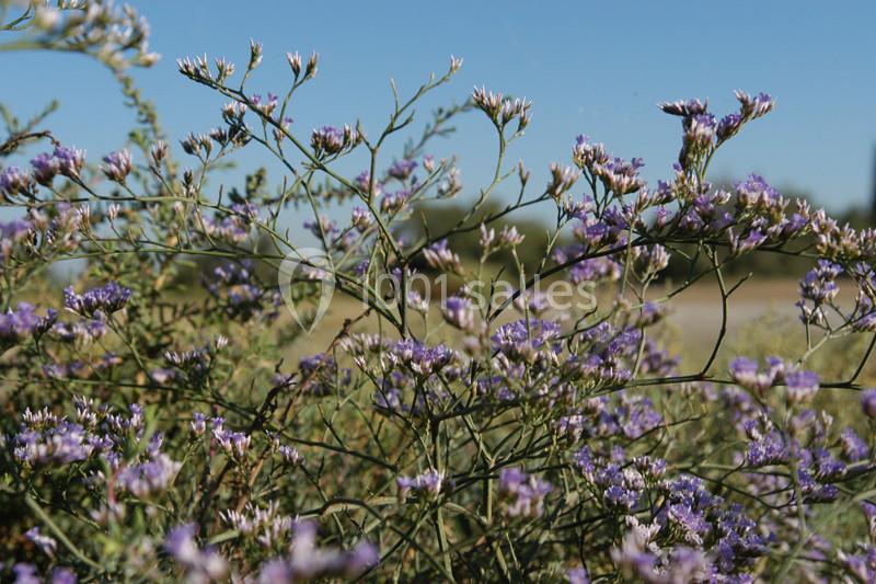 Location salle Arles (Bouches-du-Rhône) - Manade Mailhan Mas des Bernacles #24