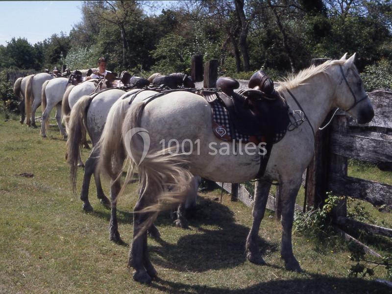 Location salle Arles (Bouches-du-Rhône) - Manade Mailhan Mas des Bernacles #12